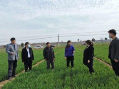 富平：渭南晋中市农技中心来富平反省指点小麦条锈病监测及防控义务