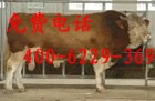 肉牛养殖厂 饲养肉牛 育肥肉牛 肉牛养殖技术 日增重4斤
