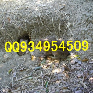 汉中农村特种养殖批发