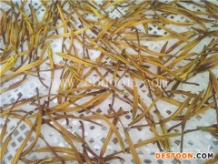 黄花菜烘干房优势-黄花菜烘干房-河南国信机械(查看)