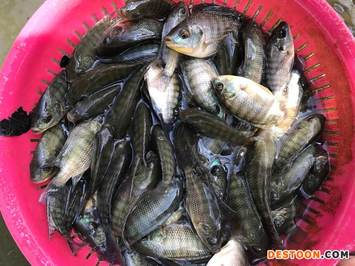 粤丰 鱼苗  罗非鱼苗，3-5公分