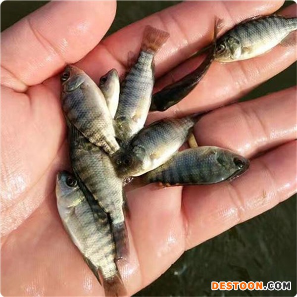 港兴水产 鱼苗类 罗非鱼|新吉富鱼苗|红罗非鱼苗|彩虹鲷鱼苗