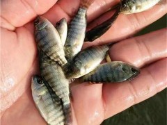 港兴水产 鱼苗类 罗非鱼|新吉富鱼苗|红罗非鱼苗|彩虹鲷鱼苗