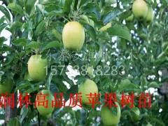 蛇果苹果苗  高产苹果苗  新品种苹果苗  质优价廉  优质果树苗  易成活  可盆栽地栽  果树苗基地直销
