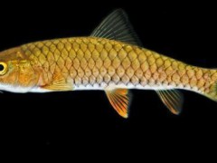 青竹鱼 - 崇左特产