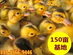 安徽池州农家散养鸭苗批发