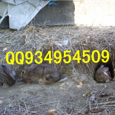 咸阳特种养殖动物有哪些供应