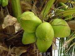 椰子栽培技术|椰子种植进程