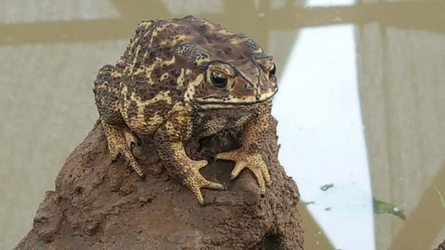 蟾王蟾蜍10只 吉林产，活体现抓，生态养殖