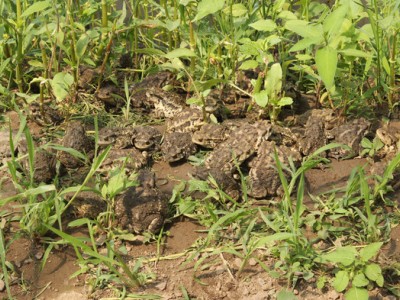 蟾蜍的繁殖技巧，养殖技术指导，回收产品