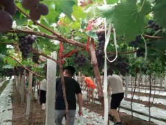 阜南县农业农村局开展“爱在七夕˙乐在农庄”葡萄采摘活动