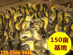 安徽池州农家散养鸭苗批发