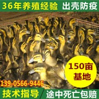 安徽池州农家散养鸭苗批发