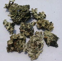 中药材专卖批发草药中草药 石花 乳花 地衣