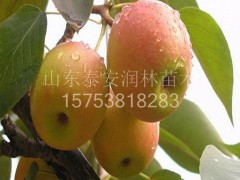 山东泰安直销苹果苗  蛇果苹果苗  特早红苹果苗  金水苹苹果苗  质优价廉  品种齐全  价格低