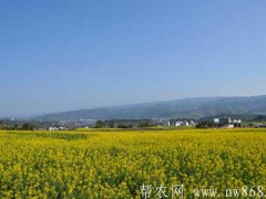 高寒山区秋播油菜高产技术