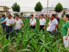 阜南县苗集镇全力阻击草地贪夜蛾