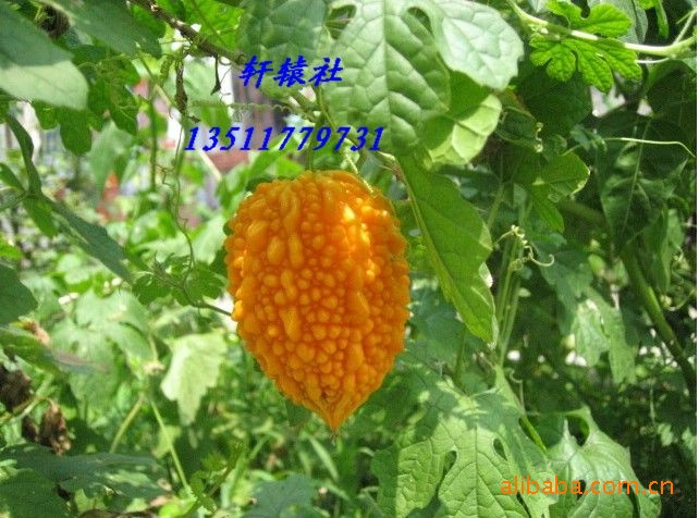 供应优质甜心果 金铃子 赖葡萄  种子