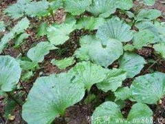 青天葵（独叶莲）种植栽培管理技术