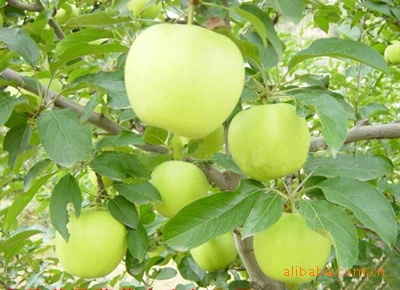 厂家直销优质 金帅苹果 【图】价格公道