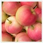 青岛厂家供应多种红富士苹果 （图）口感香甜