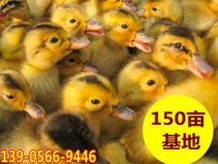 农家蛋鸭苗