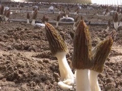 延川：打则坪村羊肚菌迎来喜歉收