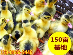 安徽池州农家散养鸭苗批发