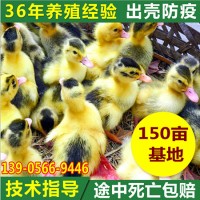 安庆散养鸭苗批发