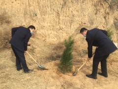 韩城：积极展开植树造林　努力构建生态屏障