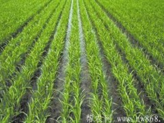 早稻直播谷种保温育秧好