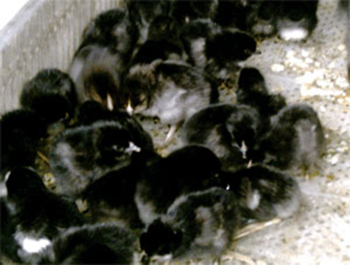 大量供应优质鸡苗 优质乌鸡鸡苗 黑山鸡苗批发