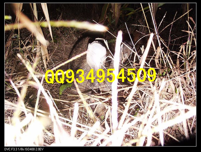 西安特种养殖动物有哪些供应