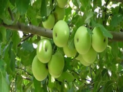 苹果苗_原圃苹果苗_蛇果苹果苗_早挂果苹果苗_神富1号苹果苗_规格齐全_欢迎选购