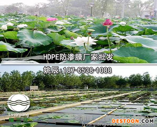 莲藕养殖膜批发