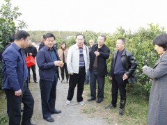 阳新柑桔农产品天文标志申报经过现场核对审定和质量鉴评