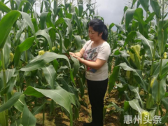 倾情服务“三农”！市农业技术推广中心刘凤沂把平凡岗位做得不平凡