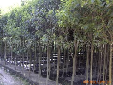 供应苗木花卉，大叶女贞，工厂仓库，高速公路专用苗木