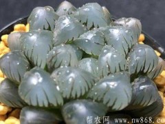 冰灯玉露种植栽培经历