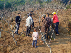 勐宋乡农业综合效劳中心展开桃树管理技术培训