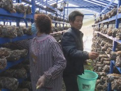 耀州：北梁香菇产业成为山区群众“聚宝盆”