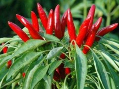 宝坻天鹰椒 - 天津市宝坻区特产专题特产