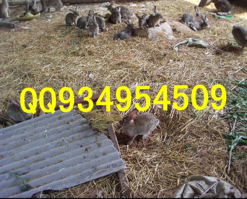 汉中农村特种养殖出售