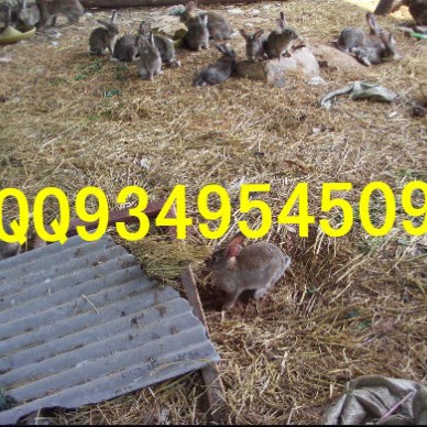 汉中农村特种养殖出售