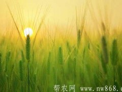 小麦田里套栽平菇