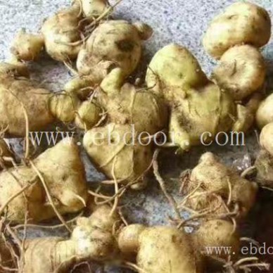 叶氏药材合作社(图)-黄精有用吗-湖北黄精