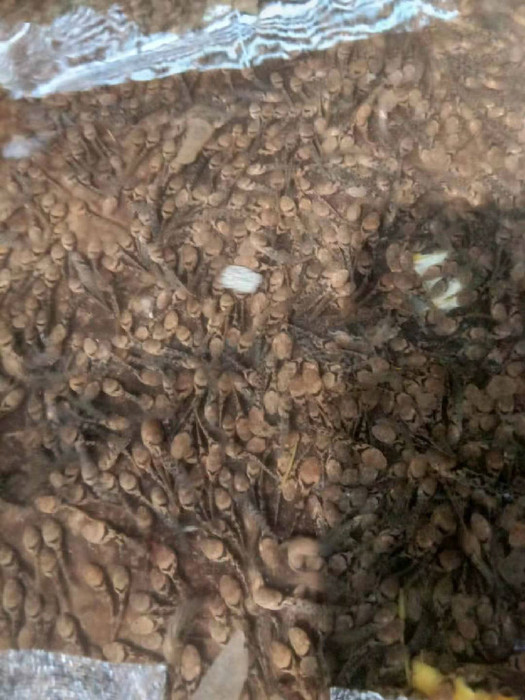 佳鑫石蛙 生态养殖厂家直销 石蛙 野生种蛙蛙厂家