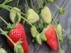 天使草莓苗_草莓种苗_草莓生产苗_穴盘草莓苗_裸根草莓苗_草莓苗批发_草莓苗价格_草莓苗价钱