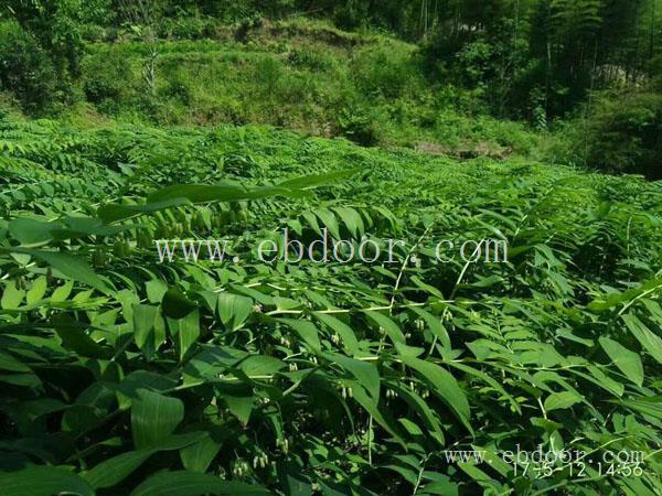 叶氏药材合作社/专业(图)-黄精售价-武汉黄精