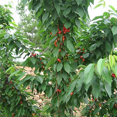 供应樱桃苗 品种齐全 吉塞拉樱桃苗 红灯樱桃苗  基地直销 易成活易挂果